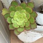 Aeonium ciliatumFolha