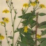 Hieracium virgultorum Habitus