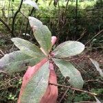Rhododendron oreotrephes Φύλλο