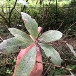 Rhododendron oreotrephes Folha