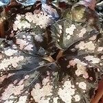 Begonia rex Leaf