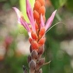 Aphelandra sinclairiana Blüte