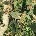 Eucalyptus nitens Blad