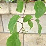 Actinidia arguta Fuelha