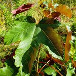 Acer pseudoplatanus Feuille