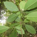 Psychotria panamensis Листок