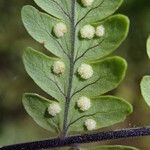Arthropteris monocarpa Φύλλο