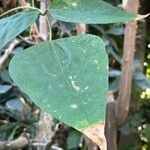 Erythrina rubrinervia Blatt