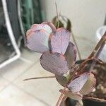 Kalanchoe marnieriana Ліст