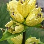 Gentiana punctata Λουλούδι