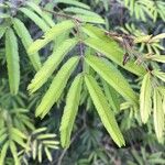 Calliandra tweediei Leaf