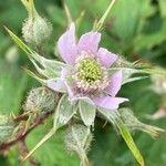 Rubus nemoralis Virág