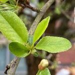 Prunus fruticosa Leaf