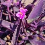 Tradescantia × andersoniana Flower