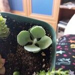 Kalanchoe millotii برگ