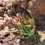 Dudleya lanceolata Çiçek