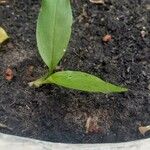 Curcuma aeruginosa Leaf