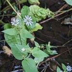 Stellaria aquatica Blad