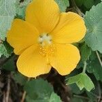 Pavonia burchellii Цвят