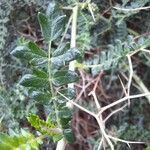 Sarcopoterium spinosum Likasa