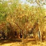 Albizia lebbeck Fruitua