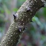 Zanthoxylum caribaeum Bark