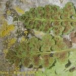 Asplenium hispanicum Altro