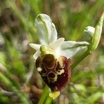 Ophrys holosericea 花