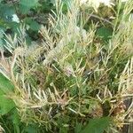 Epilobium coloratum Leaf