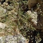 Galium setaceum आदत