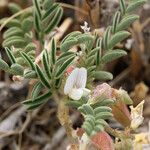 Astragalus johannis-howellii Elinympäristö