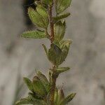 Veronica praecox Fruit