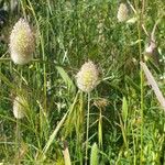 Lagurus ovatus Flors