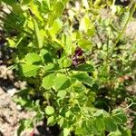 Vicia narbonensis Цвят