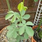 Adenia glauca Blad