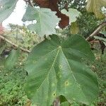 Pterospermum acerifolium Feuille