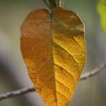 Croton mauritianus Leht