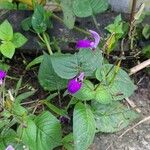 Brillantaisia lamium Fleur