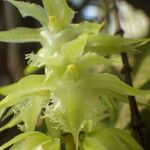 Diaphananthe fragrantissima Floro