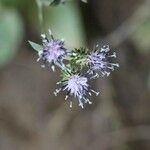 Saussurea sinuatoides Flower