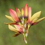 Ixia dubia