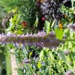 Agastache foeniculumFlor