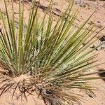 Yucca angustissima Leaf