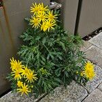 Senecio squalidus Облик