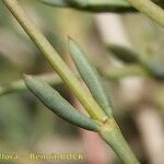 Gymnocarpos decander Bark