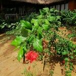 Hibiscus schizopetalus Leaf