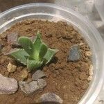 Faucaria bosscheana Лист