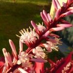 Cordyline fruticosa Fleur
