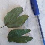 Bauhinia forficata Leaf