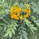 Senna hirsuta পাতা